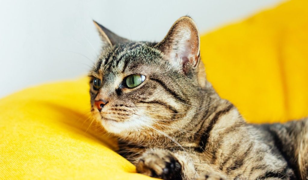 What Different Types Of Food Can I Offer My Pet?