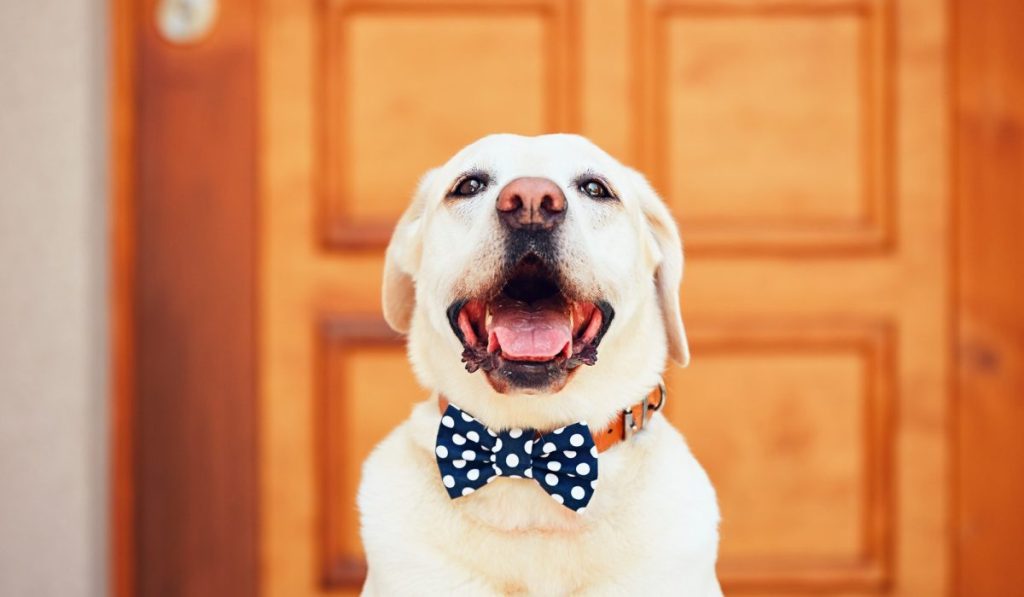 Differences In Your Pet’s Health On The Walk